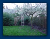 February 23, 2003
Plum Tree in bloom